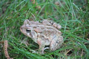toad-frog